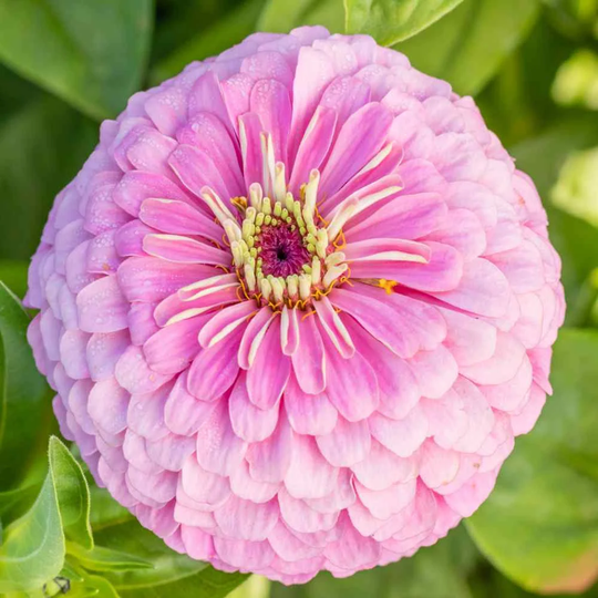 Luminosa Zinnia Seeds, Nectar Source For Pollinators