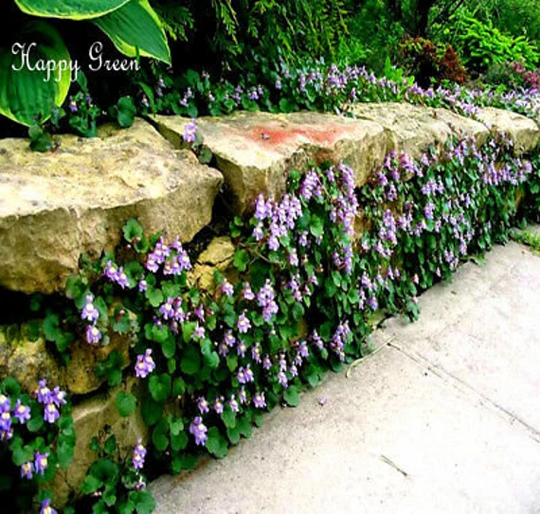 Kenilworth Ivy - 200 Seeds Cymbalaria Muralis Perennial Rockery Flower