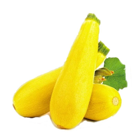 Squash - Zucchini Zolotinka Seeds Heirloom Non Gmo For Planting | 201108