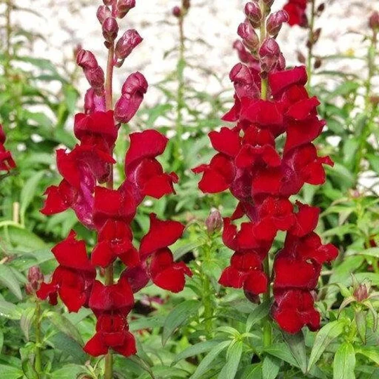 Snapdragon Tall Carmine 100 Seeds, Non Gmo, Fresh, Easy To Grow