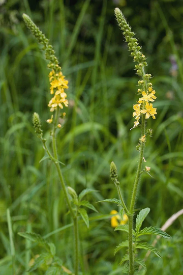 Agrimony - Agrimonia Eupatoria Approx. 25 Seeds Wild Flower Seeds