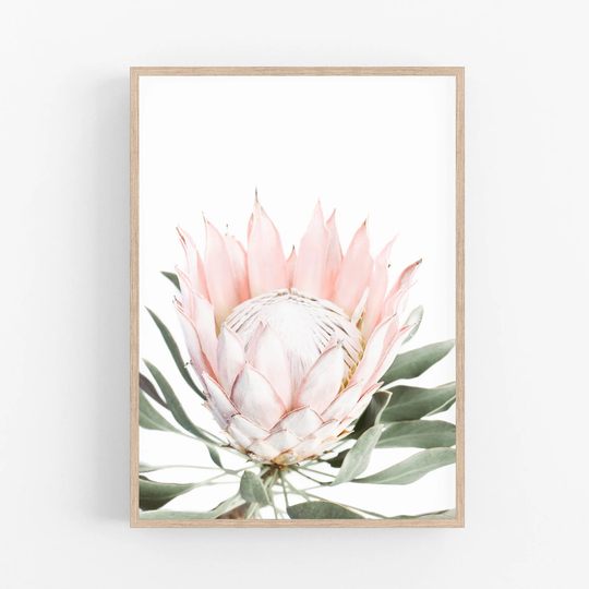 Pink King Protea Art Print