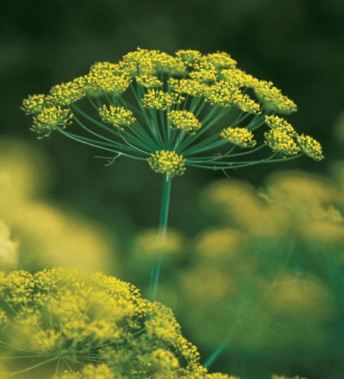 Mammoth Dill Seeds