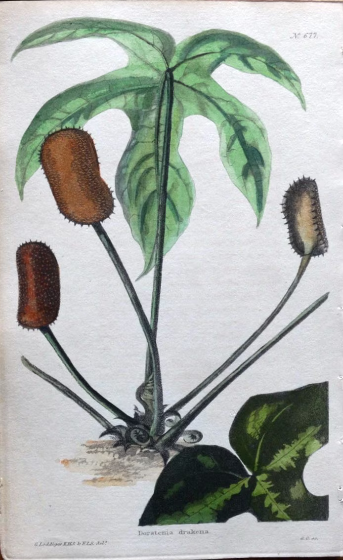 Dorstenia Drakena Mexico Loddiges Vintage Botanical Antique Herb Print C1820