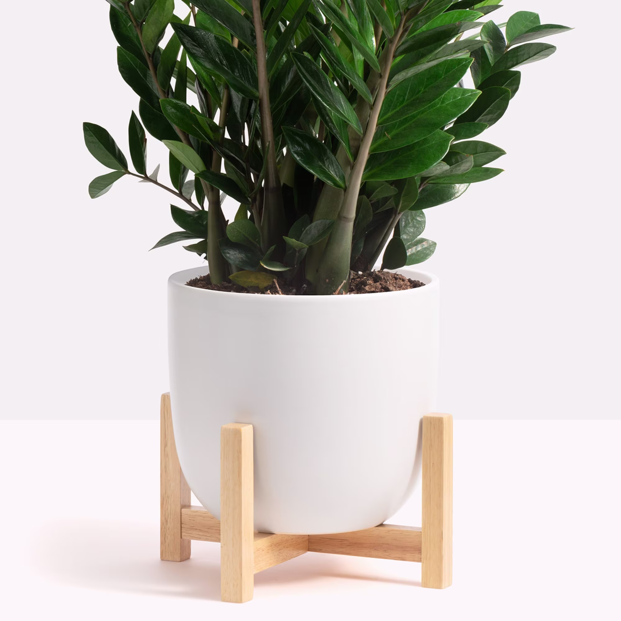 Planter + Plant Stand | 7", 10", 12
