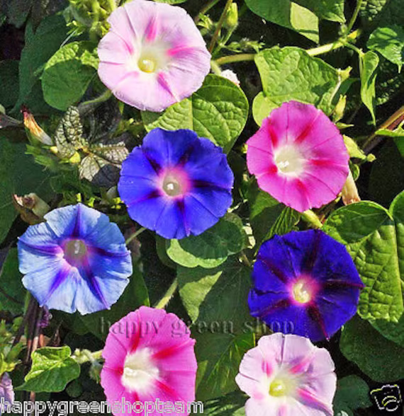 Morning Glory - 160 Seeds Ipomoea Tricolor Mixed Colours