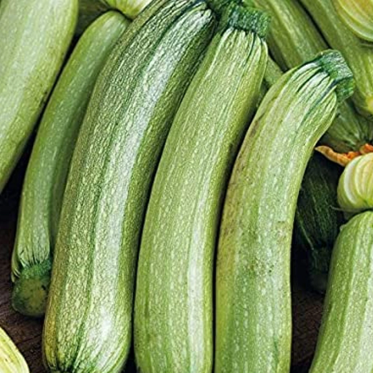 Italian Genovese Zucchini Seeds, 20 Non Gmo Open Pollinated Heirloom Seeds