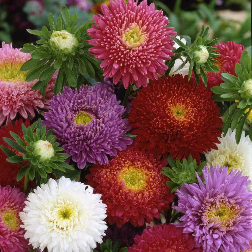 Aster Compact Milady Mix Seeds, Flower Border Easy To Grow Flowers, Showy Colorful Annual, Patio Container Flower, Large Blooms