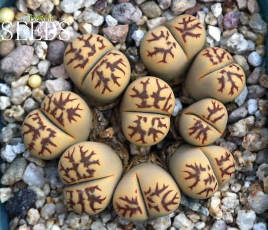 Seeds - Lithops Dorotheae "Zorro