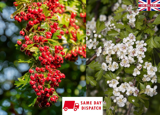 Quick Hedging | Hawthorn | Crataegus Monogyna 25 Seeds Same Day Dispatch