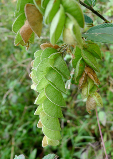 200 Flemingia Chappar Seeds, Luck Plant Wild Hops Seeds