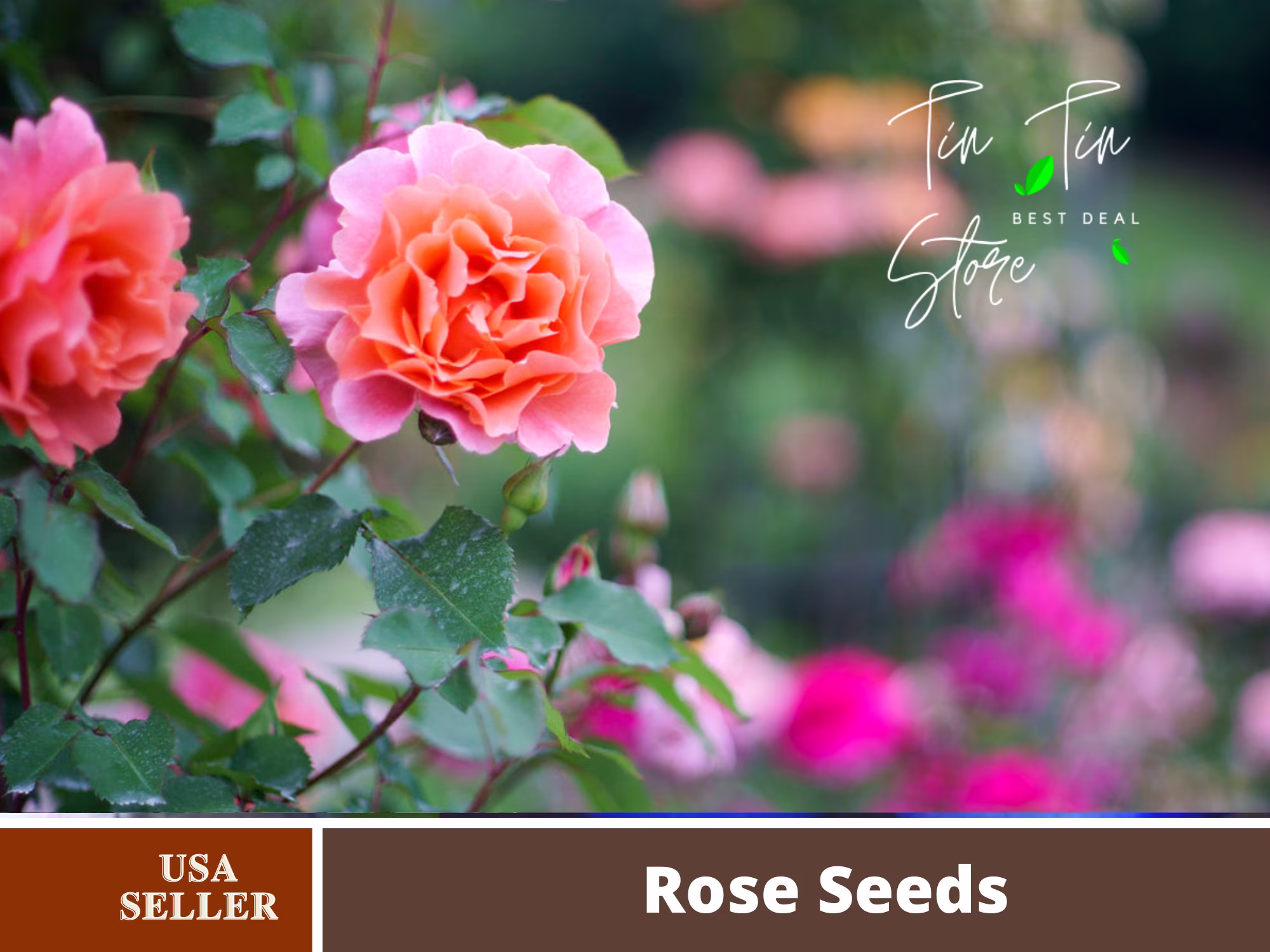 30 Rare Seed | Sunset Glow Rose Seeds - Perennial -Authentic Seeds-Flowers -Organic. Non Gmo -Vegetable Seeds-Mix Seeds For Plant-B3G1#1098