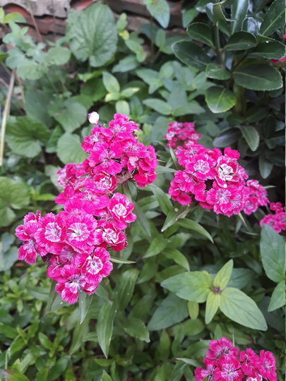 Flower Seeds, Beard Cloves Or Dianthus Barbatus, Fresh & Organic 5+ Seeds