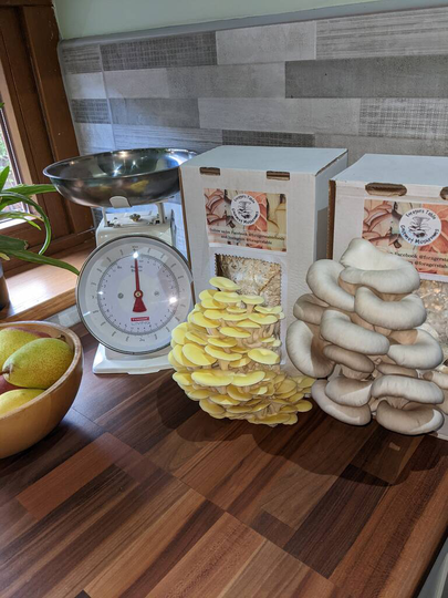 Ready To Grow Oyster Mushroom Growing Kit