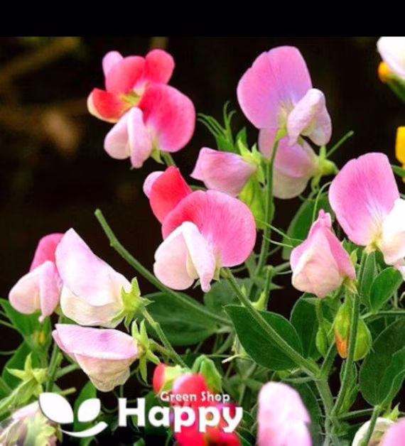 Sweet Pea Dwarf Pink Cupid - 20 Seeds Lathyrus Odoratus Hanging Basket Flower