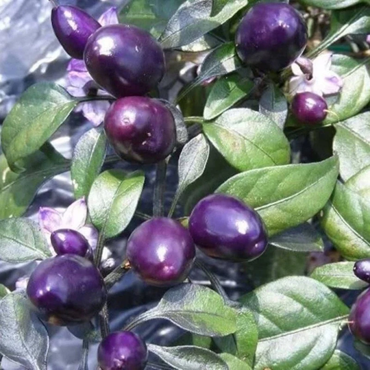 Chili Pepper Decorative Purple Pearl Seeds Open-Pollinating Non Gmo For Planting | 204600