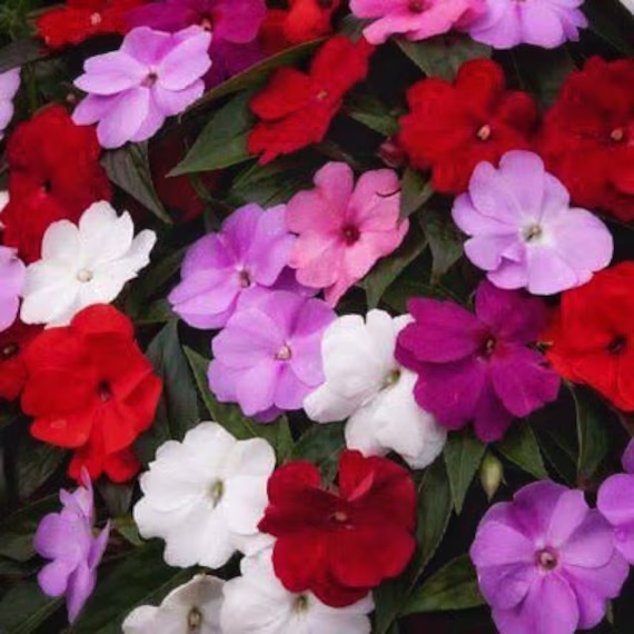Impatiens Safari Mixed F2 18-20 Seeds Perennial | Brilliant Colours For Shady Spots Rare
