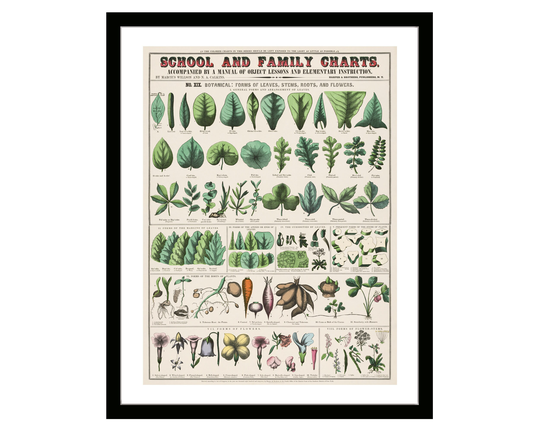 Vintage Poster Plants Botanical School & Family Charts Illustration Framed Print Retro Kitchen Art By Marcius Willson Norman Calkins