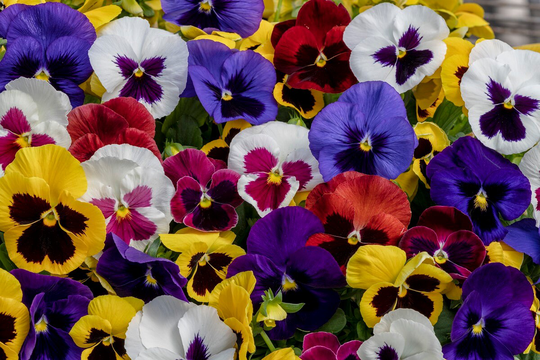 Pansy Seeds Spring Grandio Blotch Mix 50 Thru 500