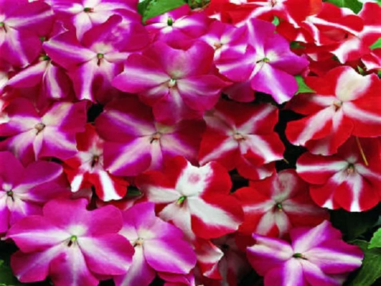 Impatiens Seeds Accent Star Mix 100 Thru 1, 000 Bulk Walleriana