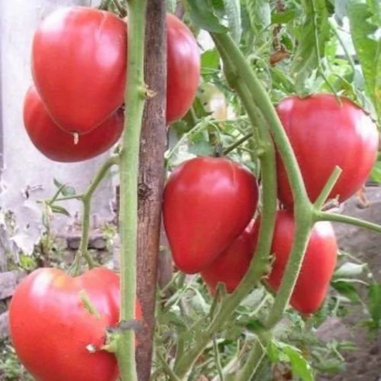 Seeds Tomato Sugar Giant Mid-Rip Sweet Original Tasty Vegetable Seeds From Ukraine