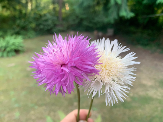 Sweet Sultan Flower Seeds, Imperialis Mix, Mixed Colors, 500 Seeds // Non-Gmo, Amberboa Moschata