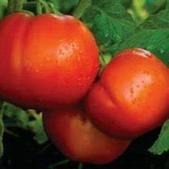 Tomato Seed-Celebrity Hybrid Seed-35 Seed Count