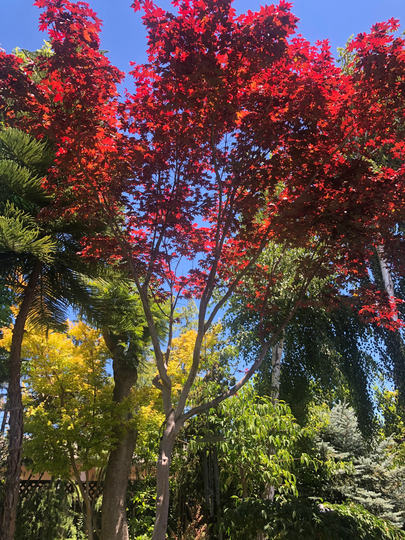 Japanese Maple Seed