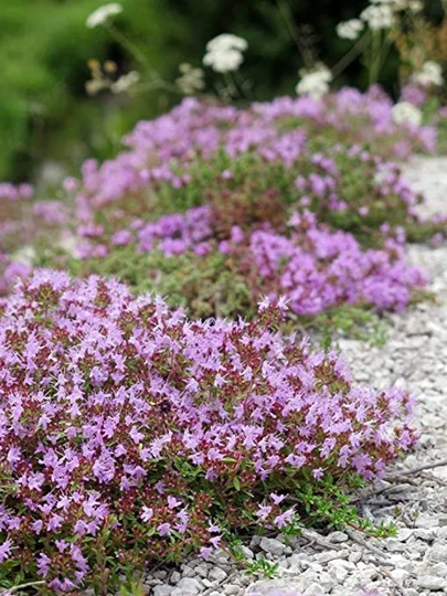 500+ Dwarf Creeping Thyme Ground Cover Herb Seeds Thymus Serpyllum
