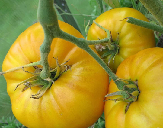 Seeds Tomato Mikado Yellow Mid-Late Large Tasty Vegetable Seeds From Ukraine