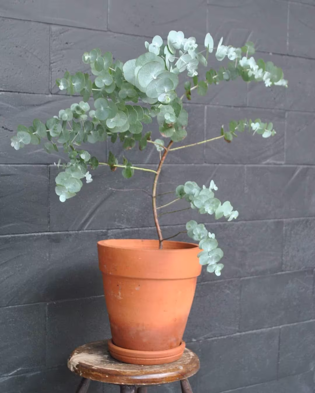 Baby Blue Eucalyptus Houseplant Seeds - Tropical Indoor House Plant 10 Fresh Rare Easy To Grow