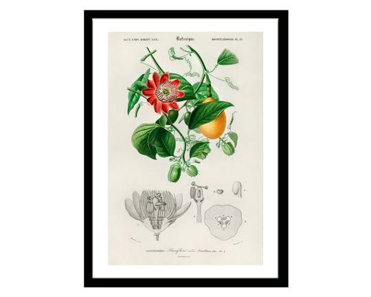 Passiflora Vintage Botanical Poster Print Of Retro Herbs Plants & Trees Illustration Kitchen Art Decor. Giclee Set