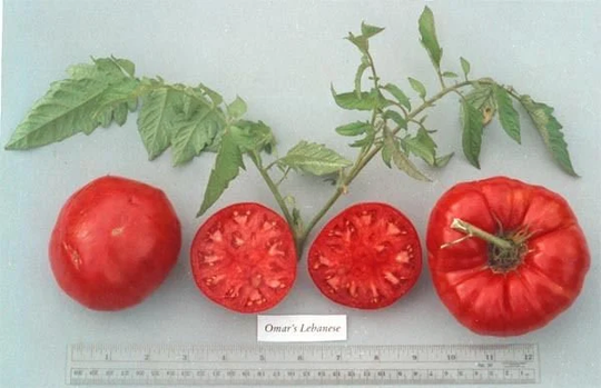 Vegetable - Tomato Omars Lebanese 8 Premium Quality Seeds