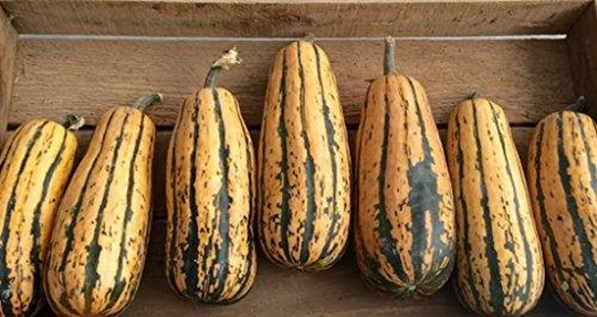 Vegetable - Squash Delicata Honeyboat 5 Premium Quality Seeds