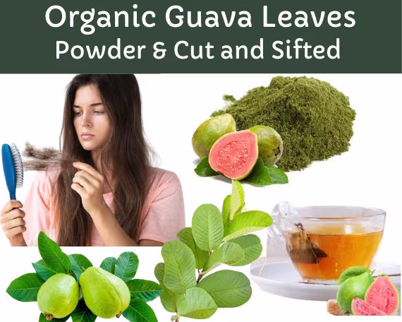 Organic Guava Leaves(Psidium GuajavaGuava Leaf Tea & Powder/Fresh Leaves