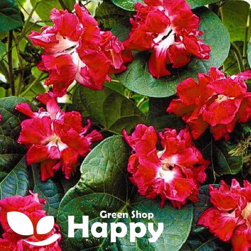 Morning Glory Ruffled Red - 15 Seeds Ipomoea Imperialis Large Double Flowers Climber