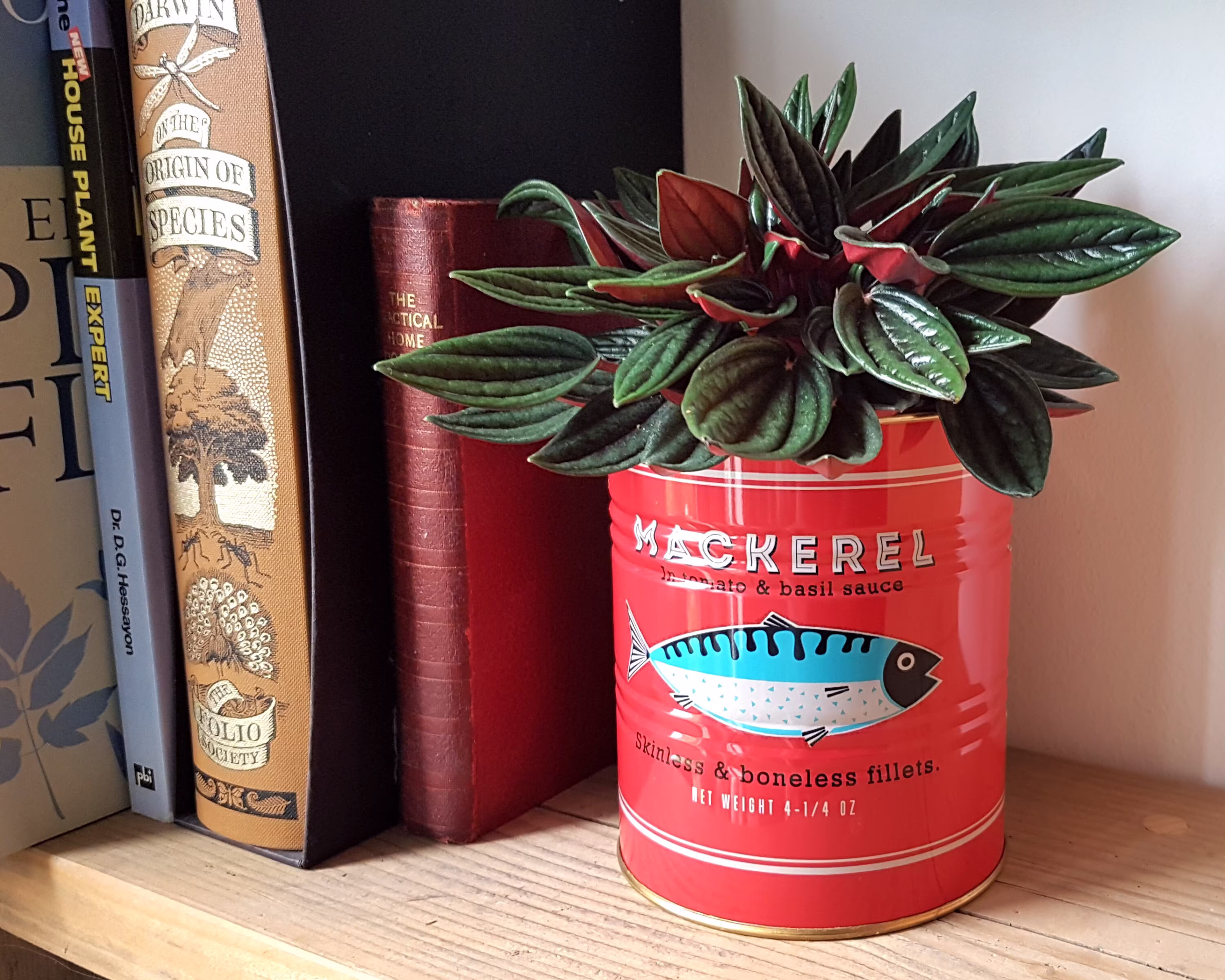 Nostalgic Plant Pot Mackerel Fish Tin, Vintage Storage Small Metal Indoor Planter