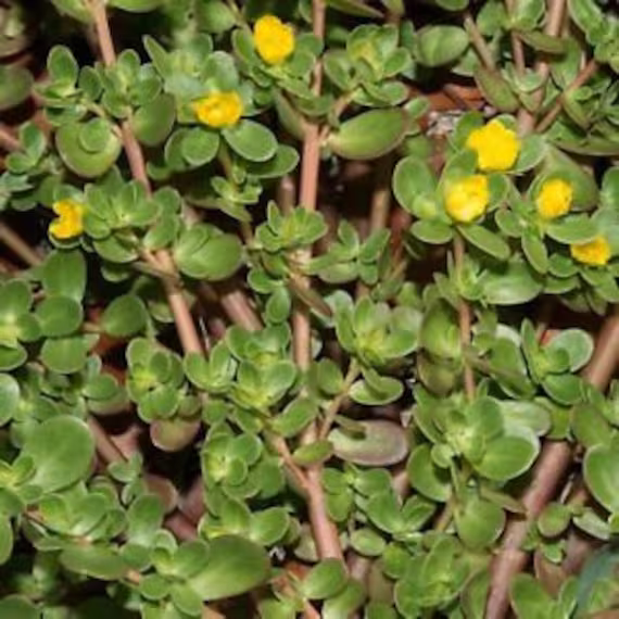 Organic Non Gmo 100 Golden Purslane Seeds 2021