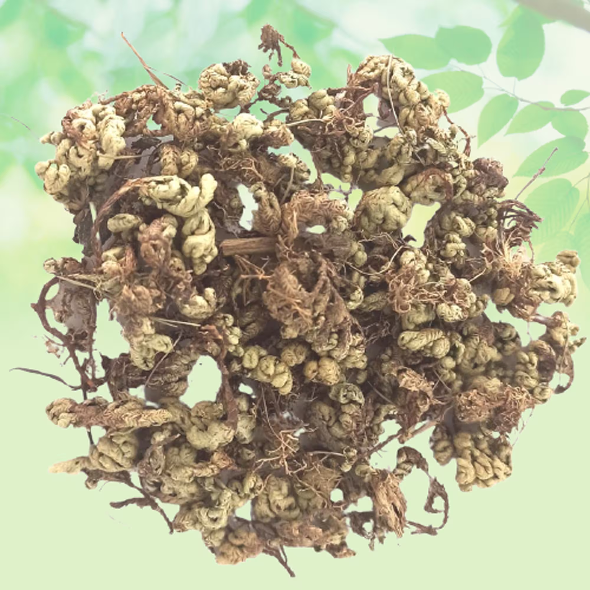 Laxmana Booti-Sanjeevni-Sanjivni Booti-Raw Herbs-Single Herbs-Jadi Booti