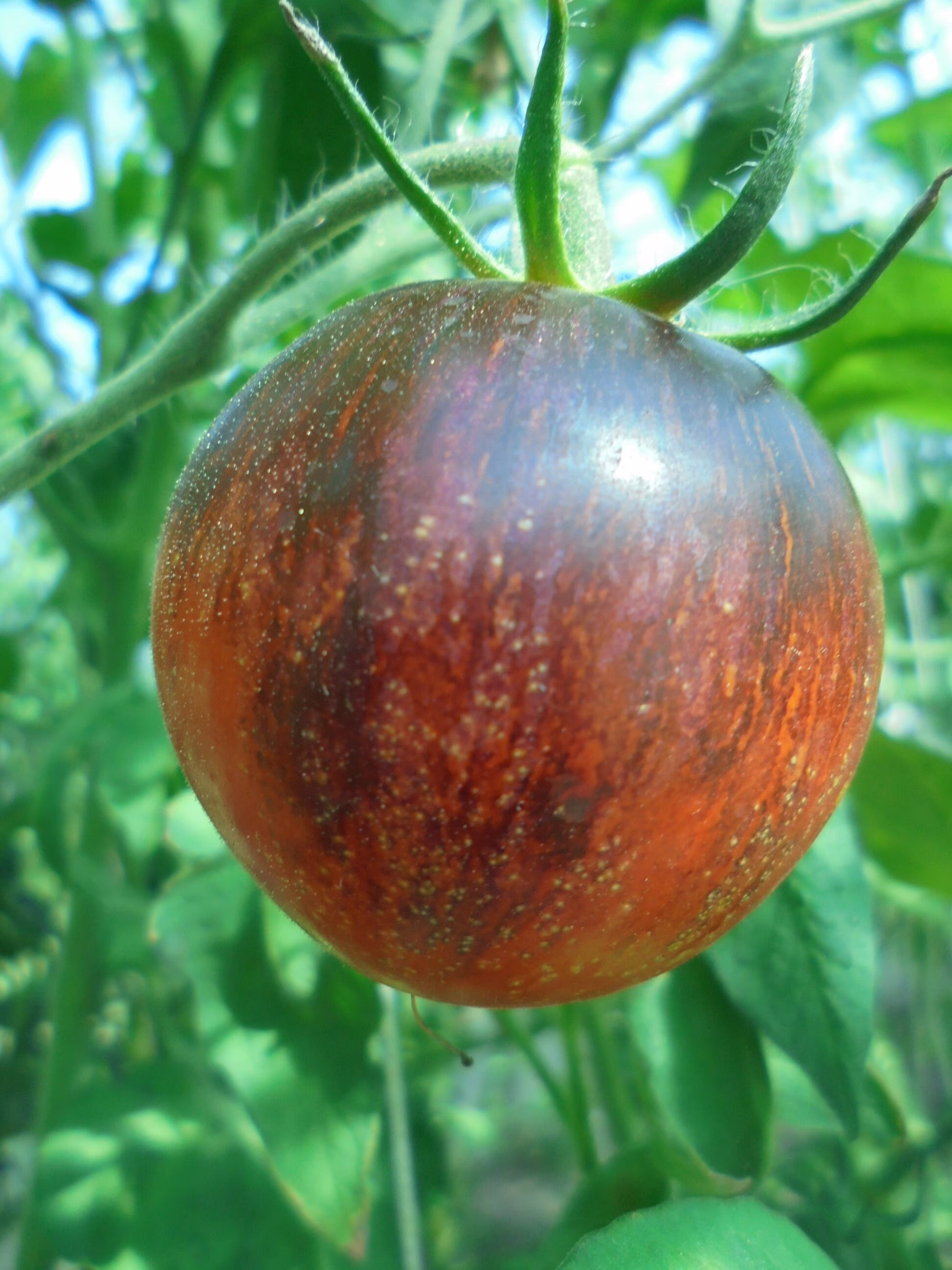 Black Shadow Tomato Seeds, Indeterminate Heirloom Striped Indigo Red Yellow Tomatoes, Rare 15 Seeds