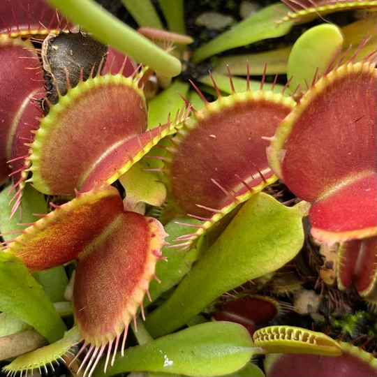 Venus Flytrap 10+ Fresh Seeds | 2022 Harvest