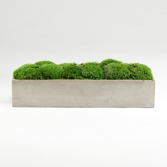 Moss Bowl Béton Brut Petite