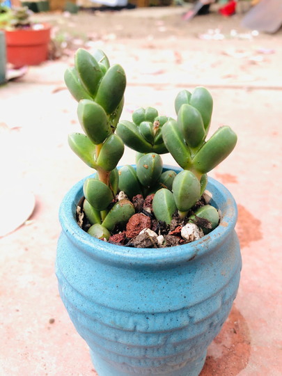 3 Astridia Velutina Live Rooted Succulents !
