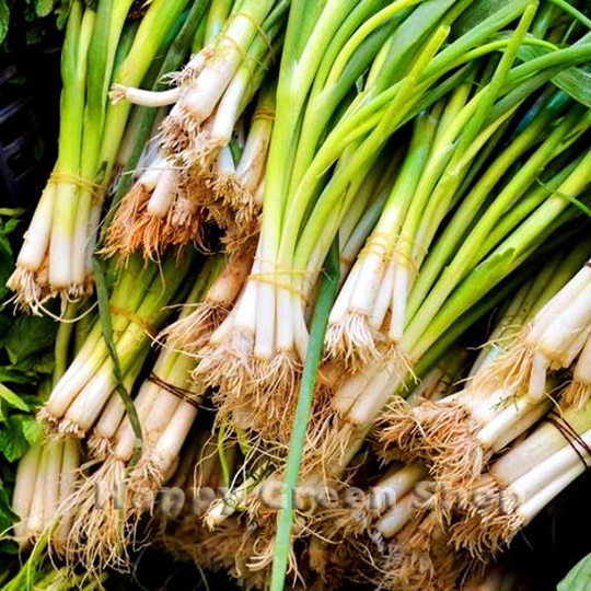 Spring Onion White Lisbon - 600 Seeds Allium Cepa Vegetable Seeds