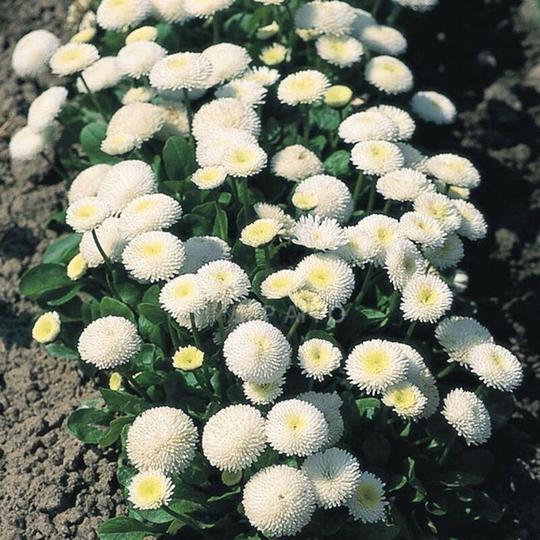 English Daisy Snow Queen Seeds Perennial Flowering Non Gmo For Planting | 201441