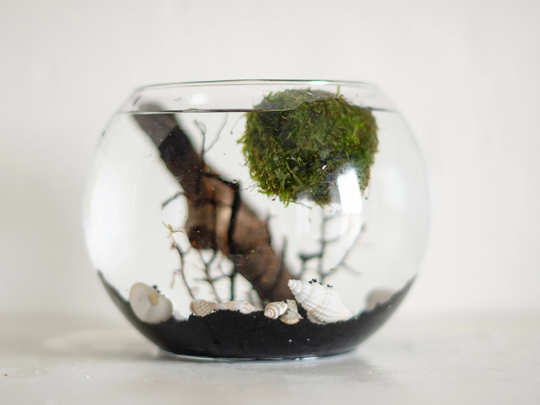 Java Moss Aquarium, Terrarium, Ball Terrarium Kit, Diy Gift For Him, Boyfriend Gift, Aquatic Decor, Boho