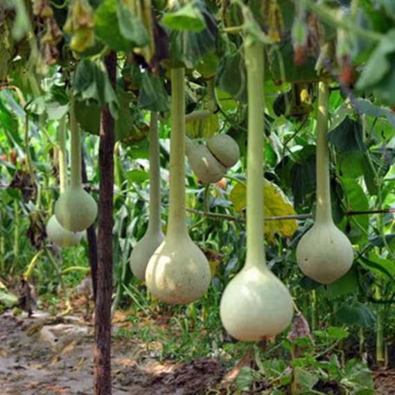 Dipper Gourd Seeds For Planitng | 10 Made in Usa, Ships From Iowa