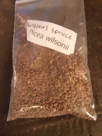 Wilson's Spruce Tree Seeds | Picea Wilsonii