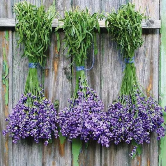 Usa Seller Munstead Lavender 25 Seeds(Lavandula