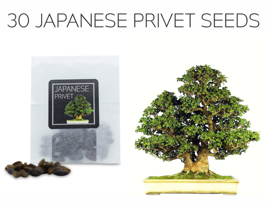 30 Japanese Privet Seeds | Grow Your Own Bonsai Tree Ligustrum Japonicum Growing Guide Perfect For Beginners & Enthusiasts
